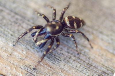 <i>Salticus scenicus</i>