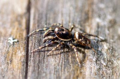 <i>Salticus scenicus</i>