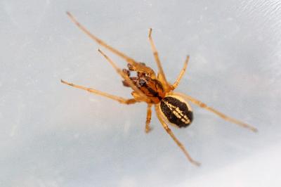 <i>Pachygnatha</i>