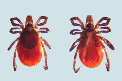 <i>Ixodes ricinus</i>