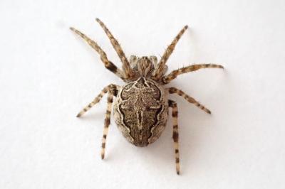 <i>Larinioides sclopetarius</i>