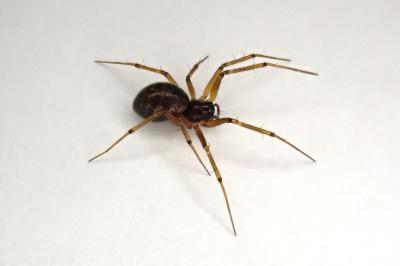 <i>Tenuiphantes tenuis</i>
