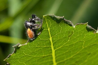 <i>Carrhotus xanthogramma</i>