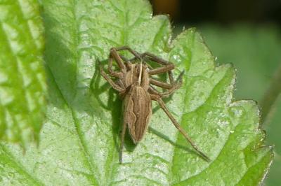<i>Pisaura mirabilis</i>