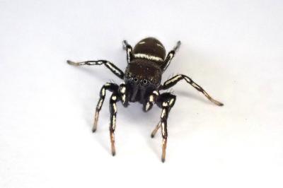 <i>Heliophanus kochii</i>