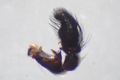 <i>Heliophanus kochii</i>