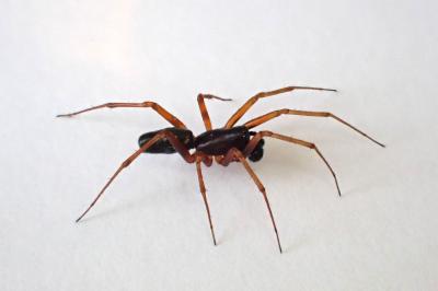 <i>Neriene clathrata</i>