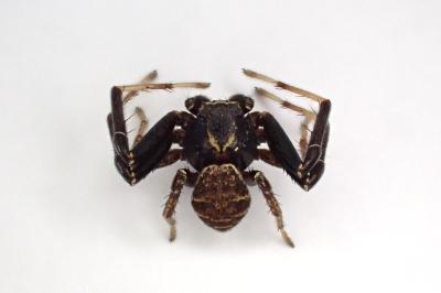 <i>Xysticus kempeleni</i>