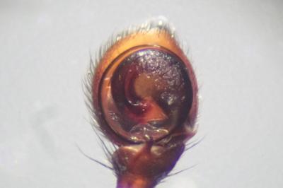 <i>Xysticus kempeleni</i>
