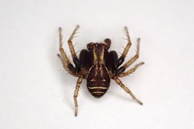 <i>Xysticus ulmi</i>