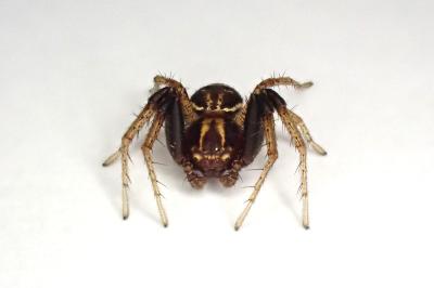 <i>Xysticus ulmi</i>