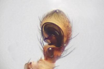 <i>Xysticus ulmi</i>