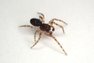 <i>Lathys humilis</i>