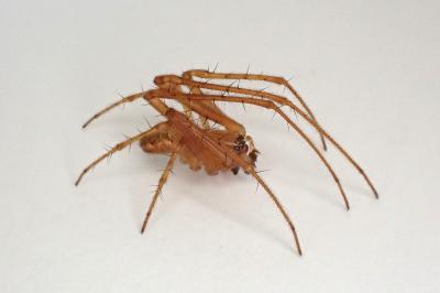 <i>Metellina mengei</i>