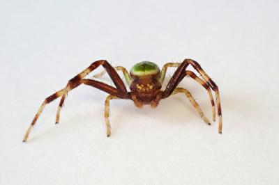 <i>Ebrechtella tricuspidata</i>