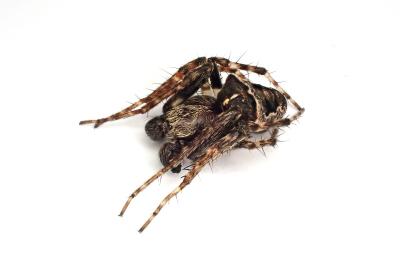 <i>Gibbaranea bituberculata</i>