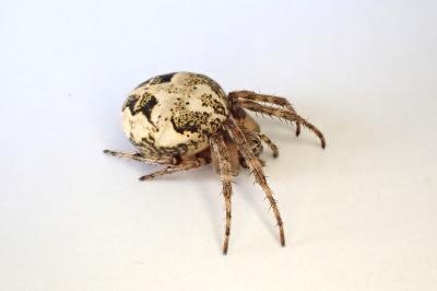 <i>Larinioides cornutus</i>