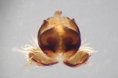 <i>Larinioides cornutus</i>