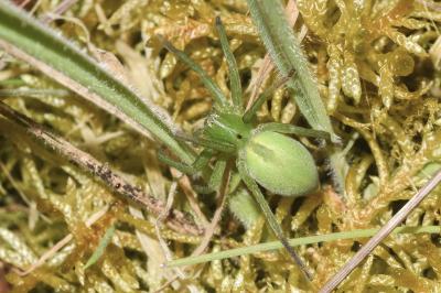 <i>Micrommata ligurina</i>