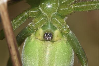 <i>Micrommata ligurina</i>