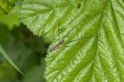 <i>Tetragnatha</i>
