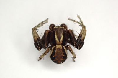 <i>Xysticus cristatus</i>