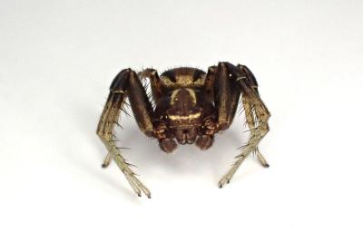 <i>Xysticus cristatus</i>