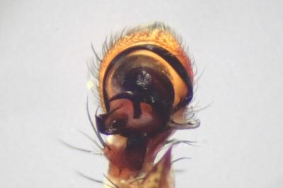 <i>Xysticus cristatus</i>