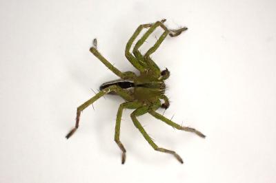 <i>Micrommata ligurina</i>