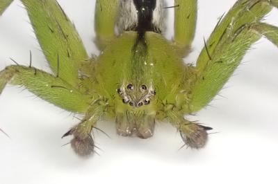 <i>Micrommata ligurina</i>
