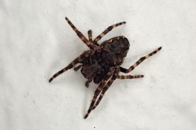 <i>Nuctenea umbratica</i>