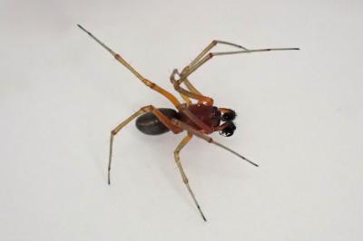 <i>Frontinellina frutetorum</i>