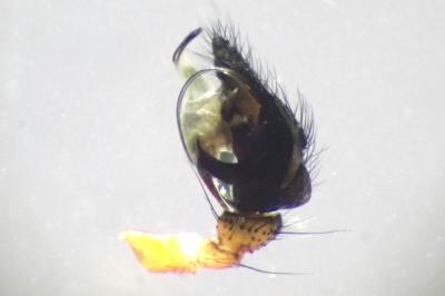 <i>Frontinellina frutetorum</i>