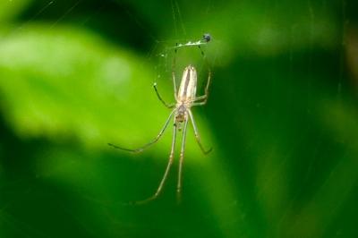 <i>Tetragnatha</i>