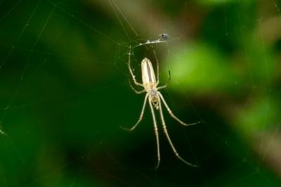 <i>Tetragnatha</i>