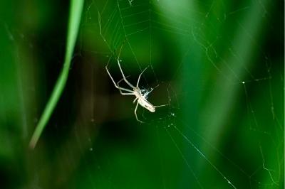 <i>Tetragnatha</i>