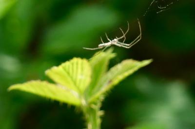 <i>Tetragnatha</i>