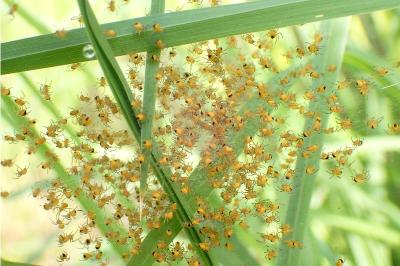 <i>Araneus diadematus</i>