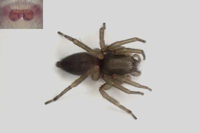 <i>Clubiona corticalis</i>