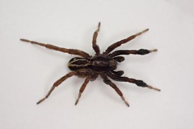 <i>Alopecosa cuneata</i>