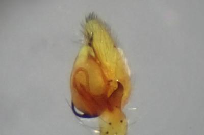 <i>Philodromus albidus</i>