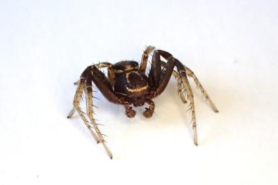 <i>Xysticus cristatus</i>