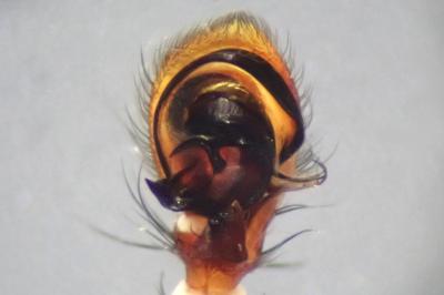 <i>Xysticus cristatus</i>