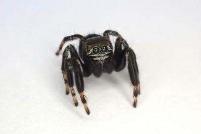 <i>Evarcha arcuata</i>