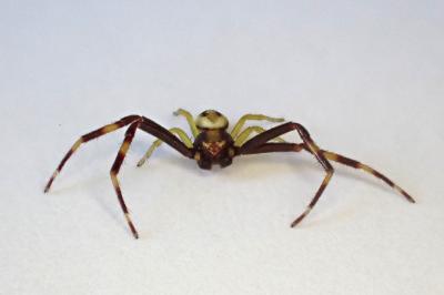 <i>Misumena vatia</i>