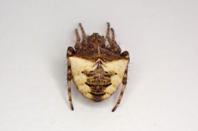 <i>Gibbaranea bituberculata</i>