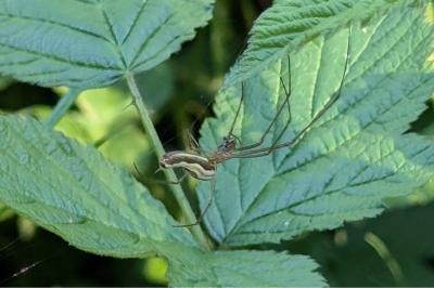 <i>Tetragnatha</i>