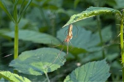 <i>Tetragnatha</i>