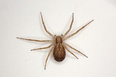 <i>Philodromus dispar</i>