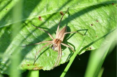 <i>Pisaura mirabilis</i>